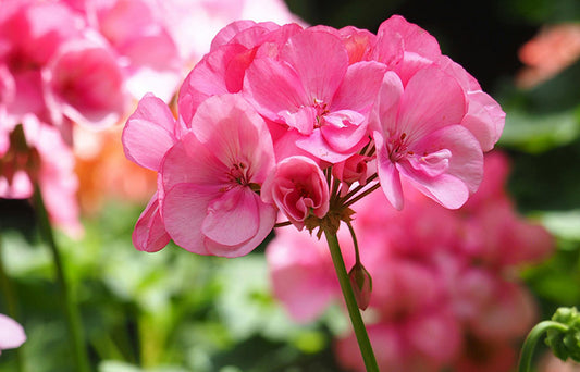 Gerânio Vermelho (Pelargonium sidoides), 200 ml (2 frascos de 100 ml em vidro âmbar) - Veja a lista das principais doenças tratadas por este derivado vegetal